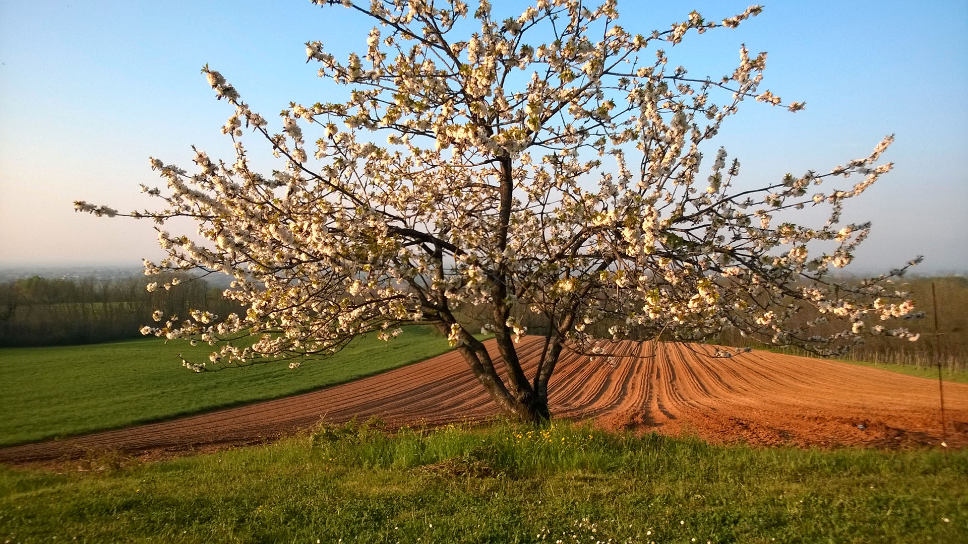 Casa Benna campi alberi in Fiore