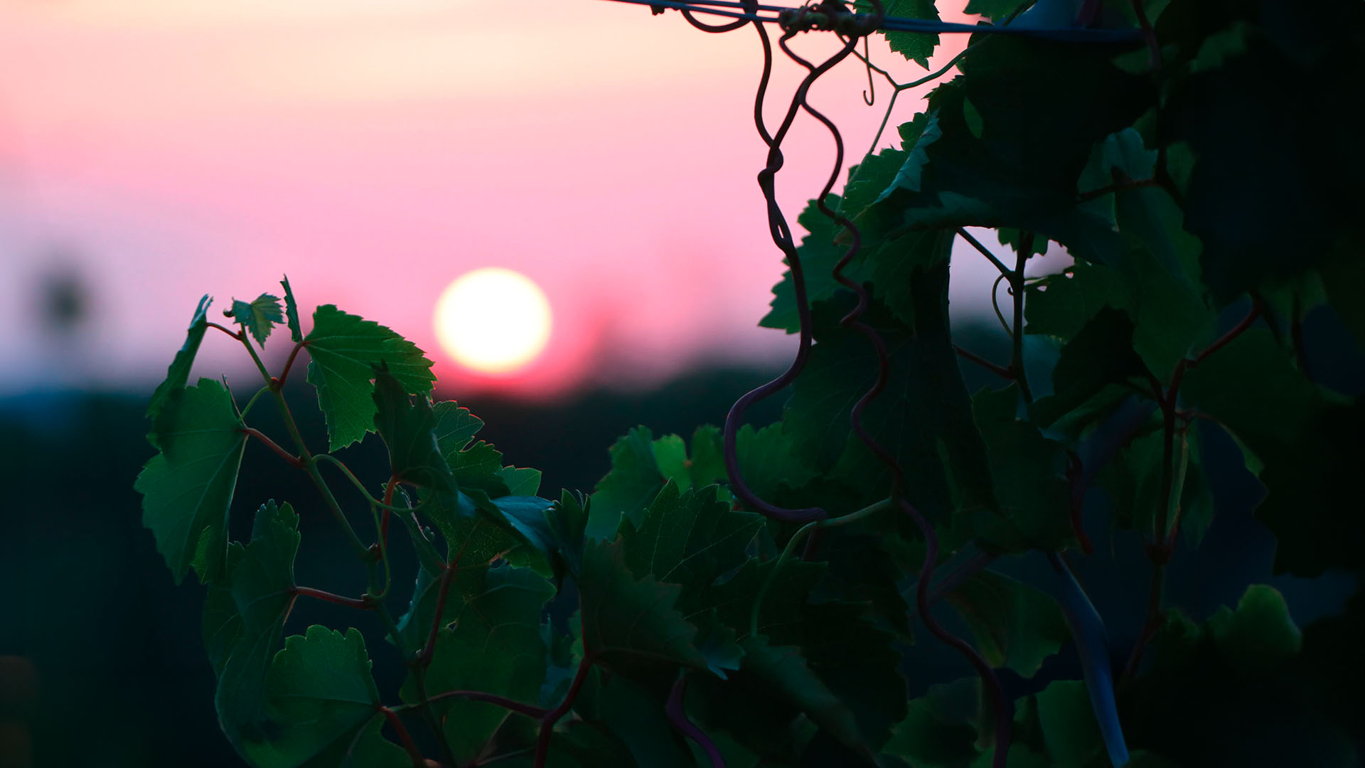 Casa Benna tramonto in vigna